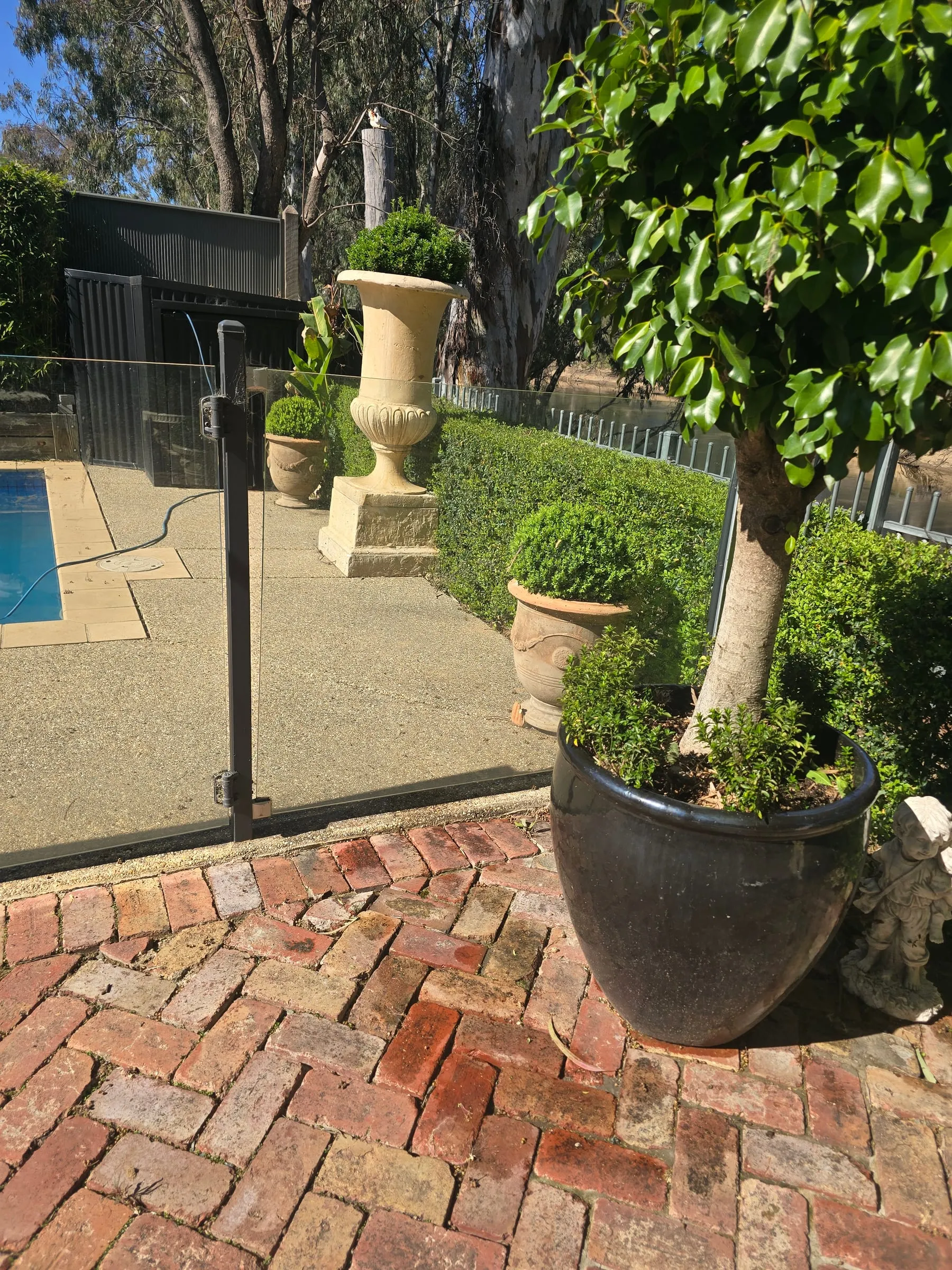 Stone urns and clipped box hedges beside the pool fence, with a potted fig on the brick path